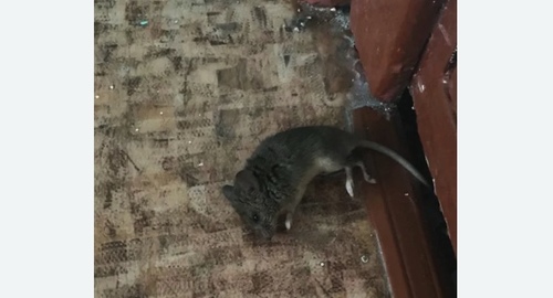 Дезинфекция от мышей в Нарьян-Маре