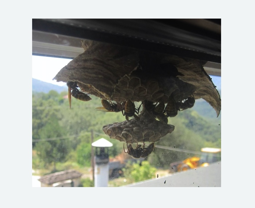 Уничтожение гнёзд шершней в Нарьян-Маре