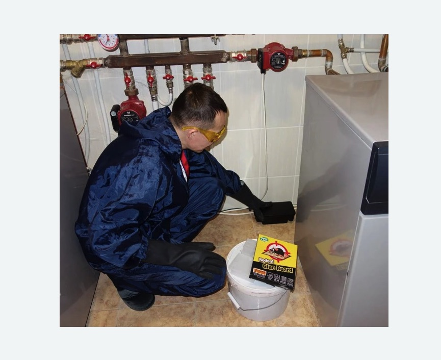 Уничтожение крыс в Нарьян-Маре